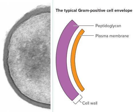 <p>thick peptidoglycan </p><p>small or no periplasm</p><p>many contain teichoic acids</p>
