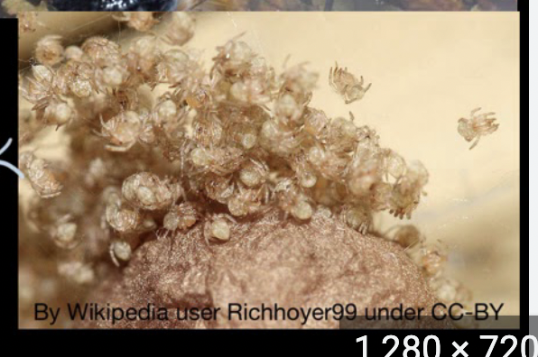 <p>Compoents of r-selected species</p>