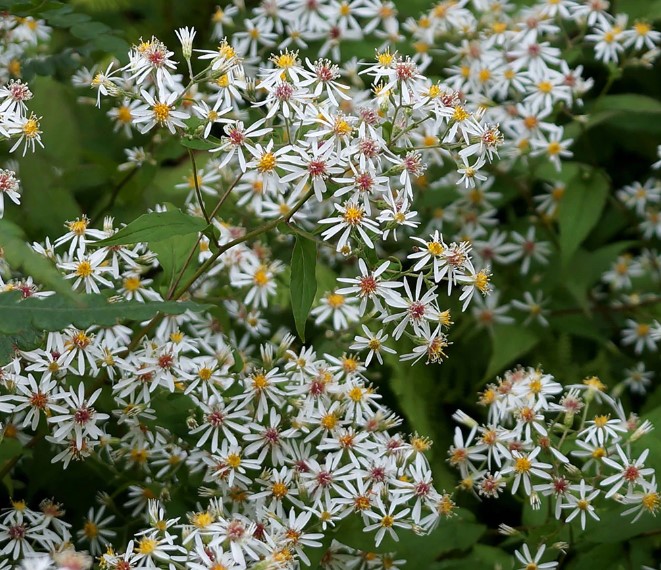 White Wood Aster