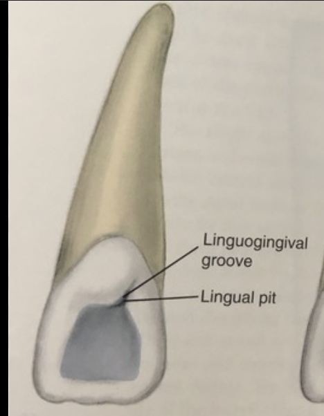 <p>linguogingival groove which separates cingulum from lingual fossa</p>