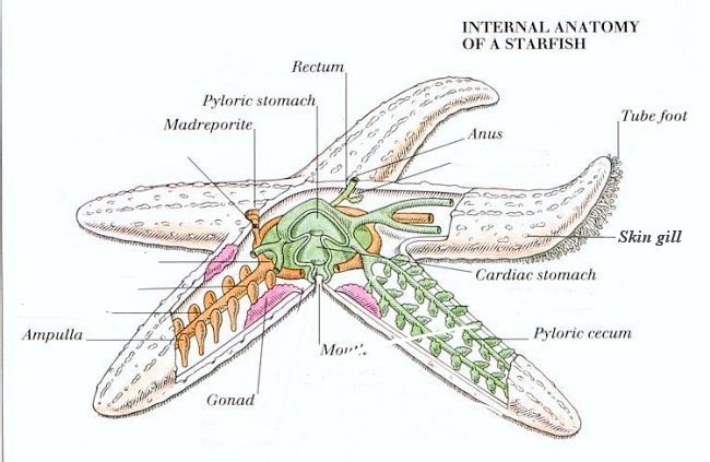 <ul><li><p>carnivorous</p></li><li><p>have tube feet that extend or retract by water pressure in the water vascular system&nbsp;</p><ul><li><p>tube feet help the starfish move and capture prey</p></li></ul></li><li><p>madreporite: small, porous opening that allows for water to enter body for water vascular system</p></li><li><p>pyloric ceca: digestive glands</p></li><li><p>jelly like stuff in the middle: gonads, for reproduction</p></li><li><p>ambulacral ridge + ampullae: involved in water vascular system</p></li><li><p>dermal ossicles: part of skeletal system</p></li></ul><p></p>