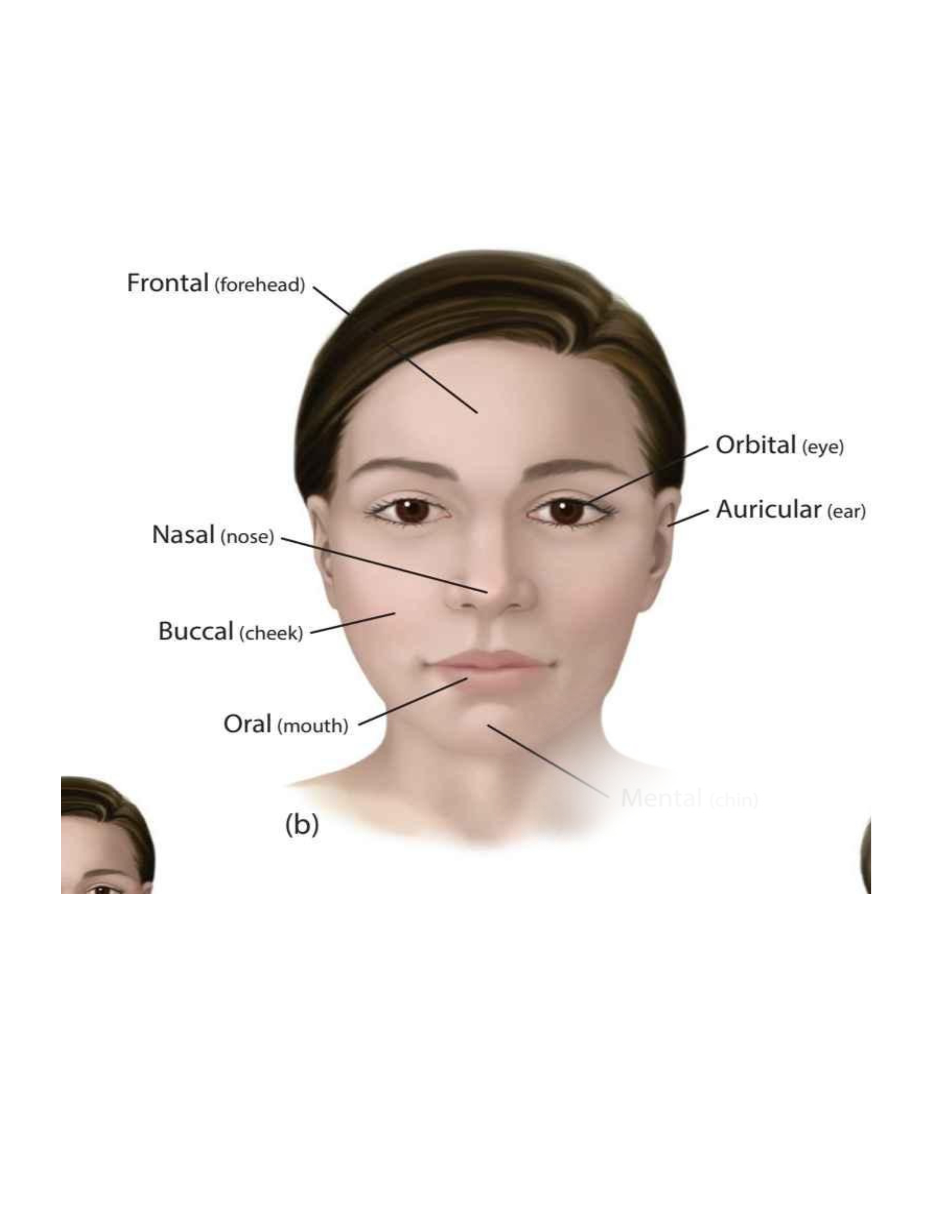 <p>(chin)</p>