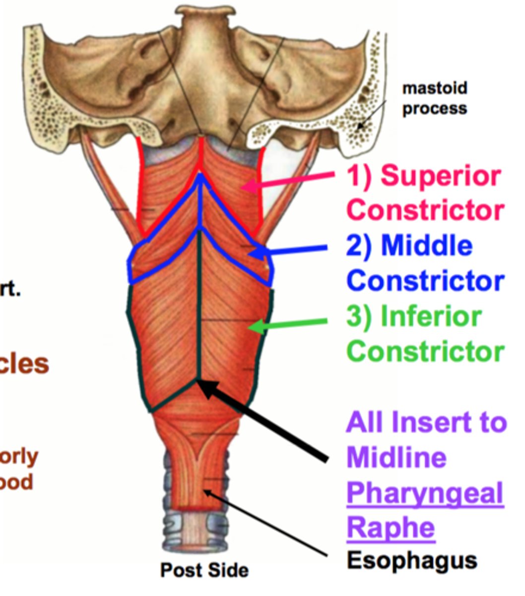 <p>pharyngeal raphe</p>