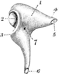 <p>Anvil shaped bone in ear</p>