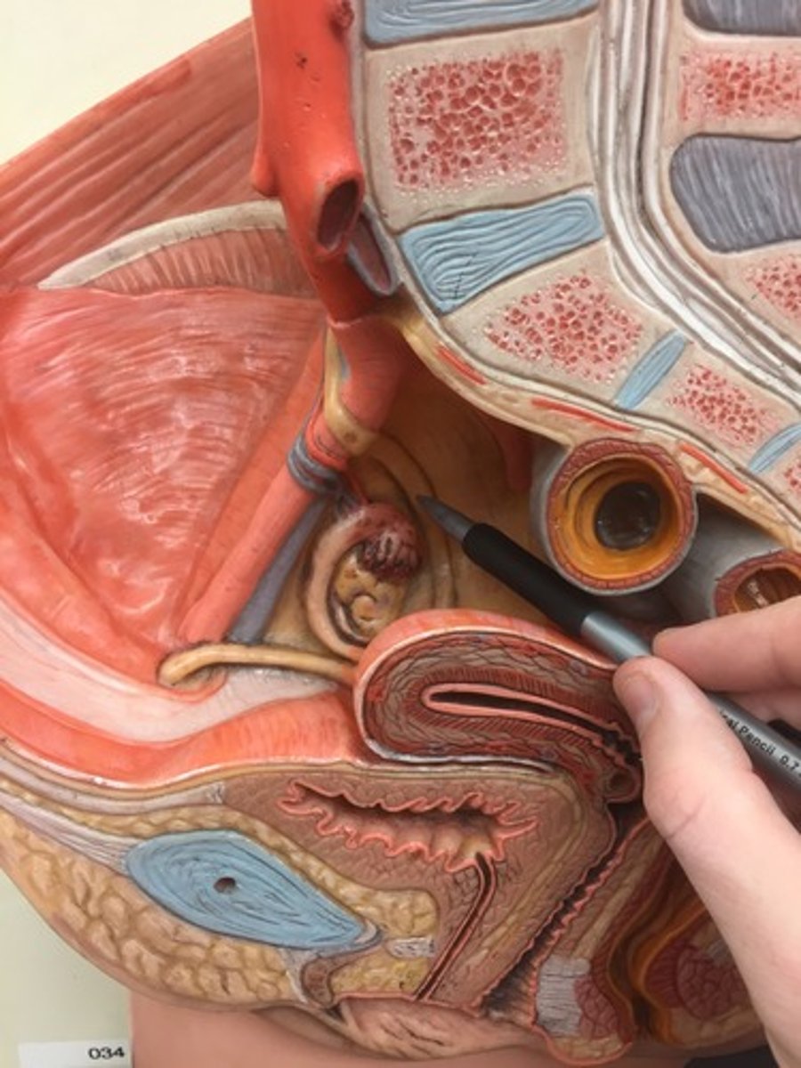 <p>attaches uterus to sacrum</p>