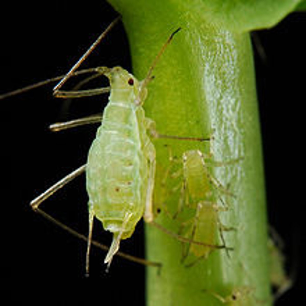 <p>(Suborder Sternorrhyncha)</p><p>- Usually wingless during cloning phases</p><p>- Alates: winged reproductives during sexual reproduction phase</p><p>- Transmit plant diseases</p><p>- Ant-aphid mutualism</p>
