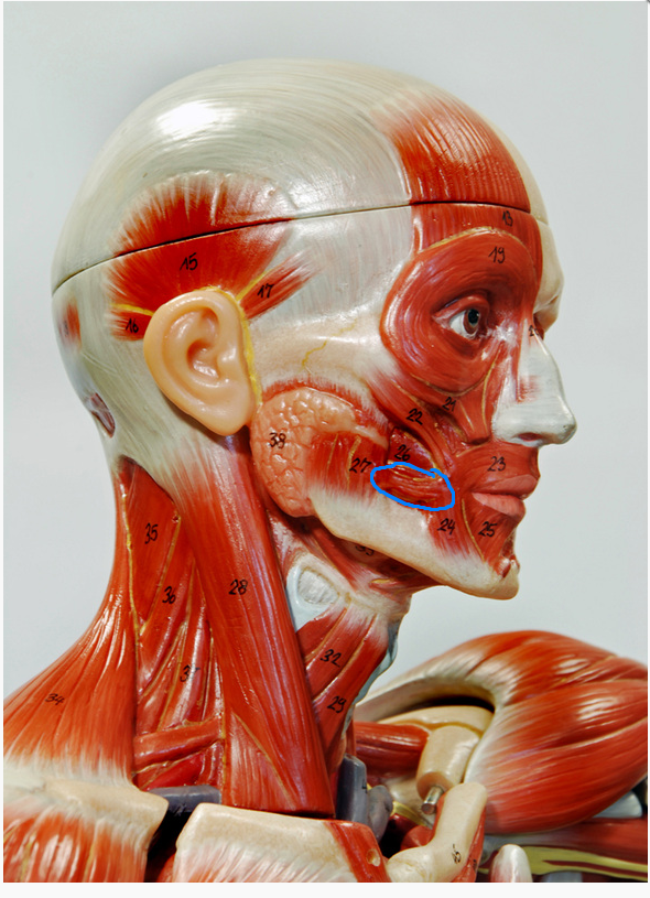 <p>What is the muscle circled? </p>