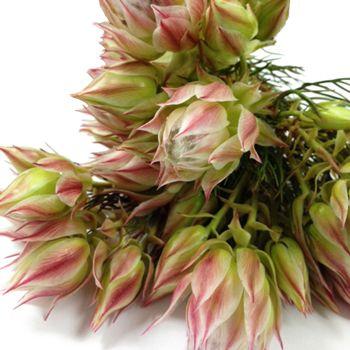 <p>protea</p>