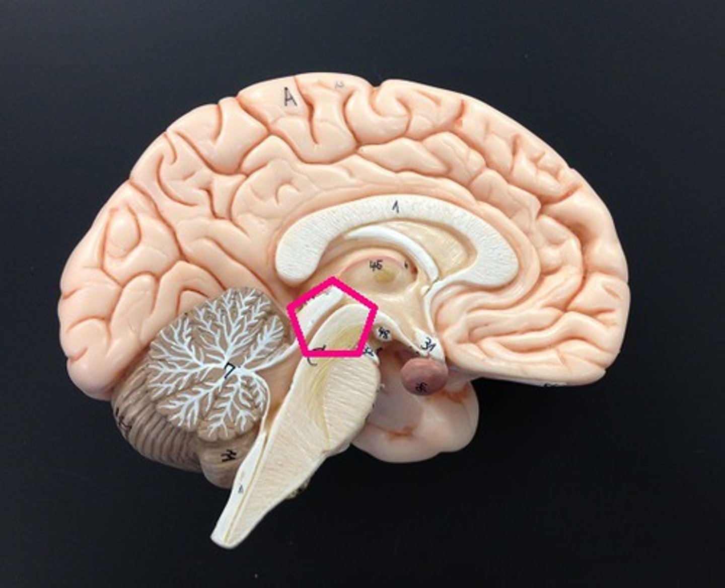<p>Identify this portion of the brainstem.</p>