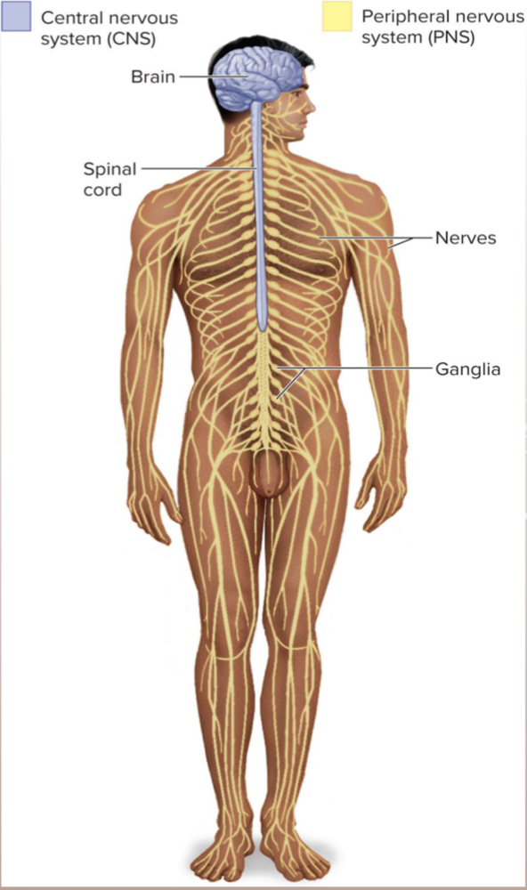 <p>Central and peripheral nervous systems</p>