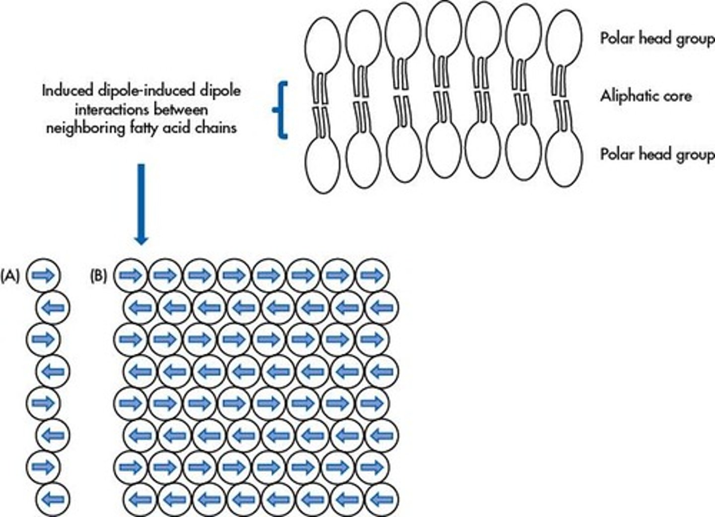 <p>They provide a stabilizing force through cumulative weak attractions among alternating induced dipoles.</p>