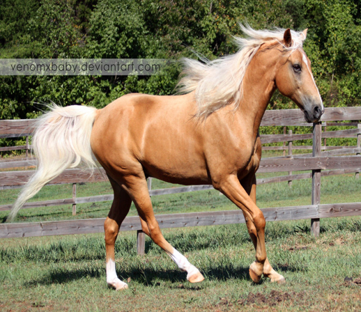 <p>A light horse breed of Spanish descent, characterized by its golden color and light mane and tail.</p>