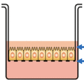 top membrane is the _____ membrane and the bottom membrane is the _____ membrane