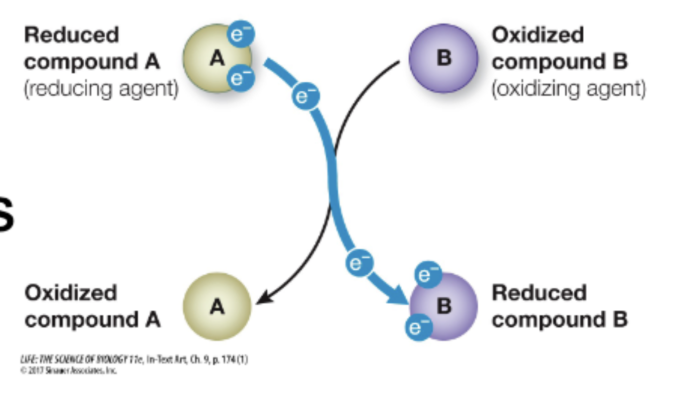 <p>transfer of electrons</p><p>OIL RIG</p><p>Oxidation is loss</p><p>Reduction is gain </p><p>Couple reactions, allows occur together </p><ul><li><p>when something is oxidized in a reaction, the partner has to be reduced </p></li></ul><p></p>