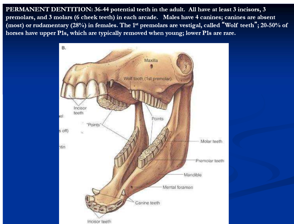 <p>form and function of equine teeth </p>