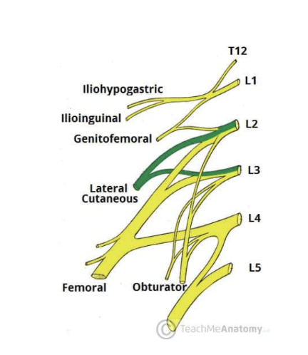 <ul><li><p>4th branch of lumbar plexus — purely sensory function — enters thigh at lateral aspect of inguinal ligament, where it provides cutaneous innervation to the skin there</p></li><li><p>Roots — L2 &amp; L3</p></li><li><p>Motor functions — none</p></li><li><p>Sensory functions — innervates anterior &amp; lateral thigh down to knee level </p></li></ul>