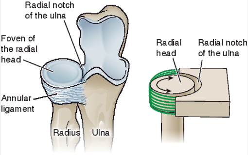 <p>Annular Ligament maintains Radial Head in position by its form of 4/5ths of a ring. It is lined w/ hyaline cartilage &amp; blends w/ the</p>