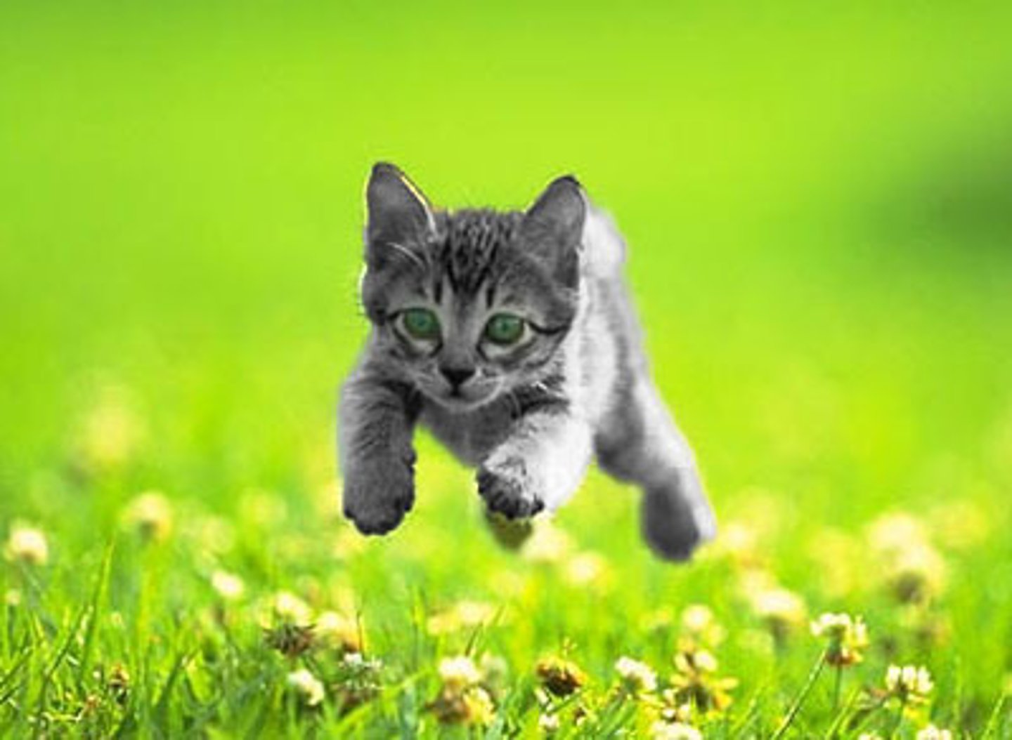 <p>the cat</p>