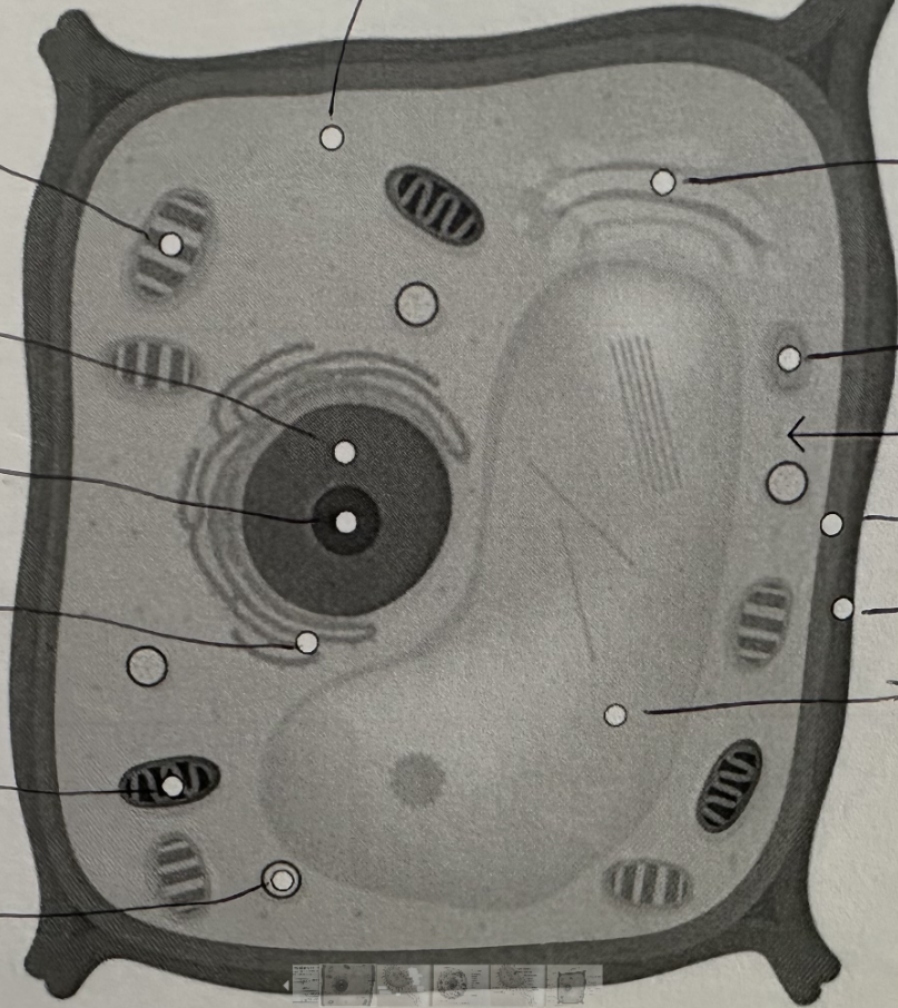 <p>Label this plant cell (click on image to see full thing)</p>