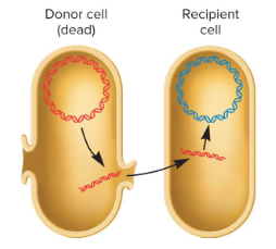 <p>The transfer of genetic material from one bacterium to another that involves uptake from the environment. This enhances genetic diversity in bacteria.</p><p>When a bacterial cell dies, it releases a fragment of its DNA into the environment. This DNA fragment is taken up by a recipient cell, which incorporates the DNA into its chromosome by recombination.</p><p>Discovered by Griffith during his studies on strains of <em>S.pneumoniae</em>.</p>