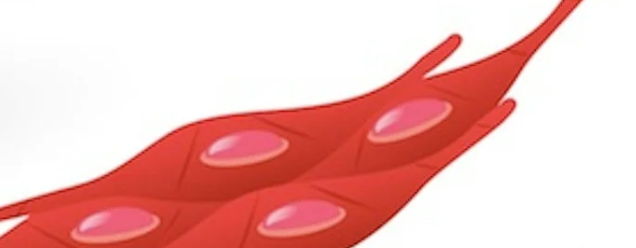 <p>“Smooth Muscle” Involuntary muscle located in organs such as the stomach and intestines, as well as in blood vessels. It is called smooth muscle because it is not striated like skeletal or cardiac muscle. Visceral muscle cells have a single nucleus.</p>
