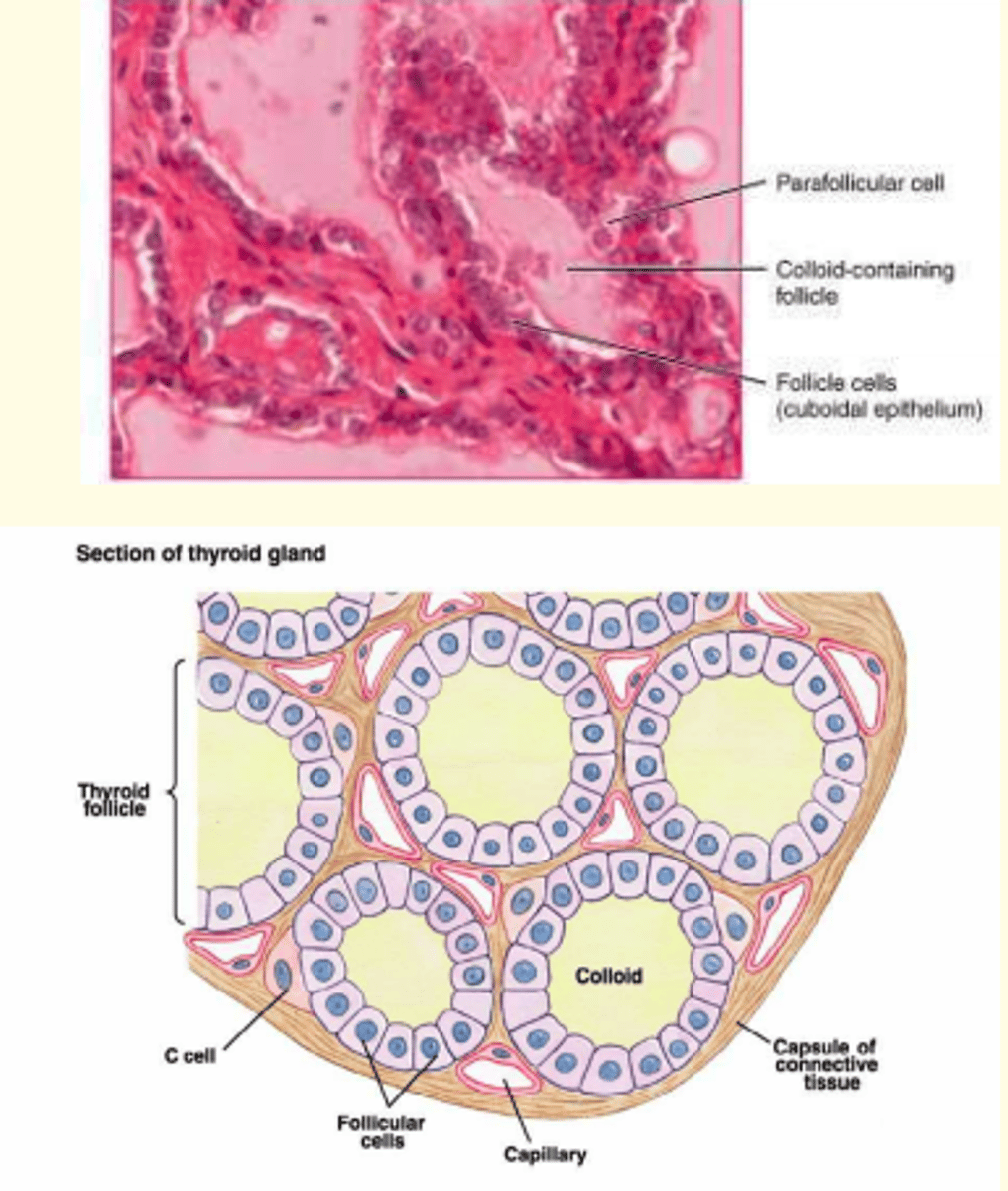 <p>In the spaces between thyroid follicles, parafollicular cells can be found.</p><p>These parafollicular cells secrete calcitonin, which is involved in the regulation of calcium metabolism.</p>