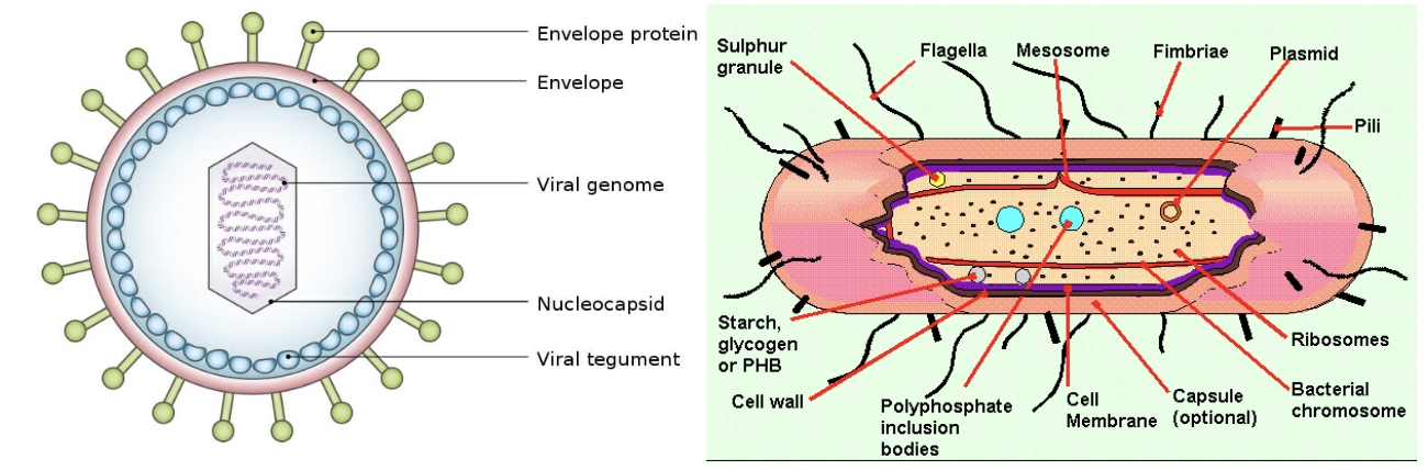 <p>Through a limited number of Pattern Recognition Receptors (PRRs) that detect common PAMPs (Pathogen-Associated Molecule Patterns).</p>