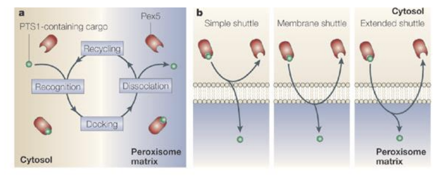 <p>Soluble peroxisomal proteins are made on free ribosomes in cytosol and have signals that receptors (Pex5) recognize to direct transport to peroxisome. </p><p></p><p>PTS 1 signal = “ser-lys-leu” at C-terminal end of protein.</p>