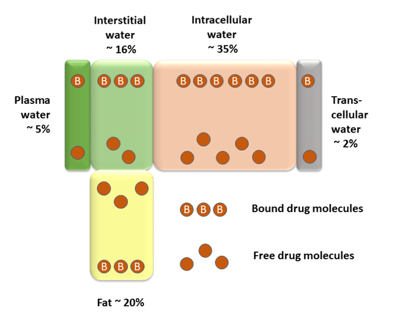 <ul><li><p>Blood Plasma = 5% TBW</p></li><li><p>Interstitial and Lymph = 17% TBW</p></li><li><p>Intracellular Fluid = 30-40 % TBW</p></li><li><p>Transcellular Fluid = 5 % TBW</p></li><li><p>Fat = 20 % TBW</p></li></ul><p></p>
