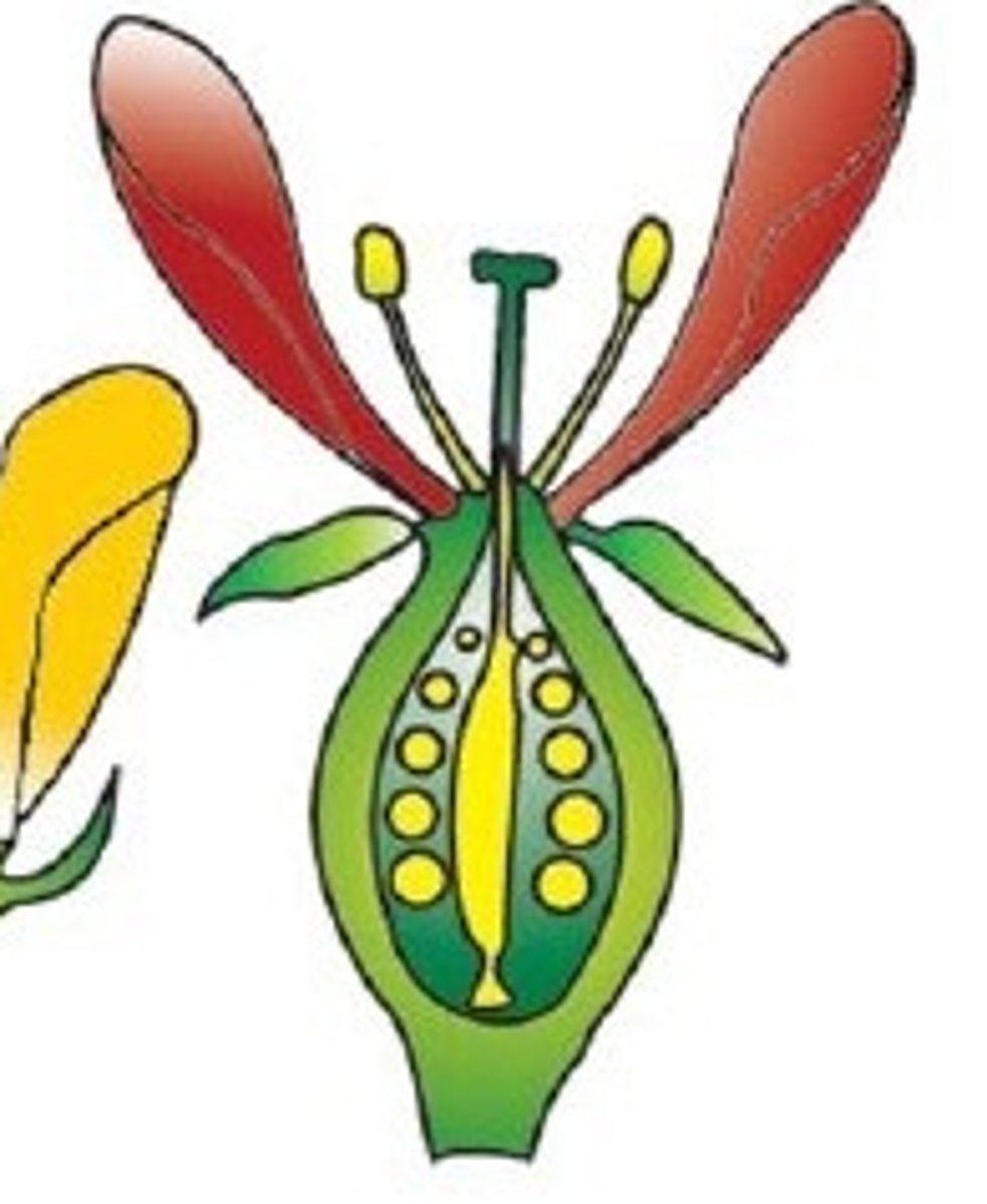 <p>Swollen part of a pistil (carpel)</p>