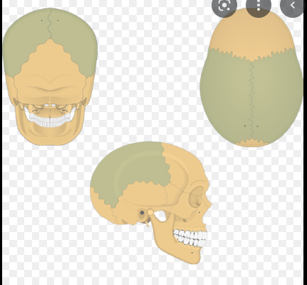 <p>Two skull bones between the frontal and occipital bones and forming the top and sides of the cranium</p>