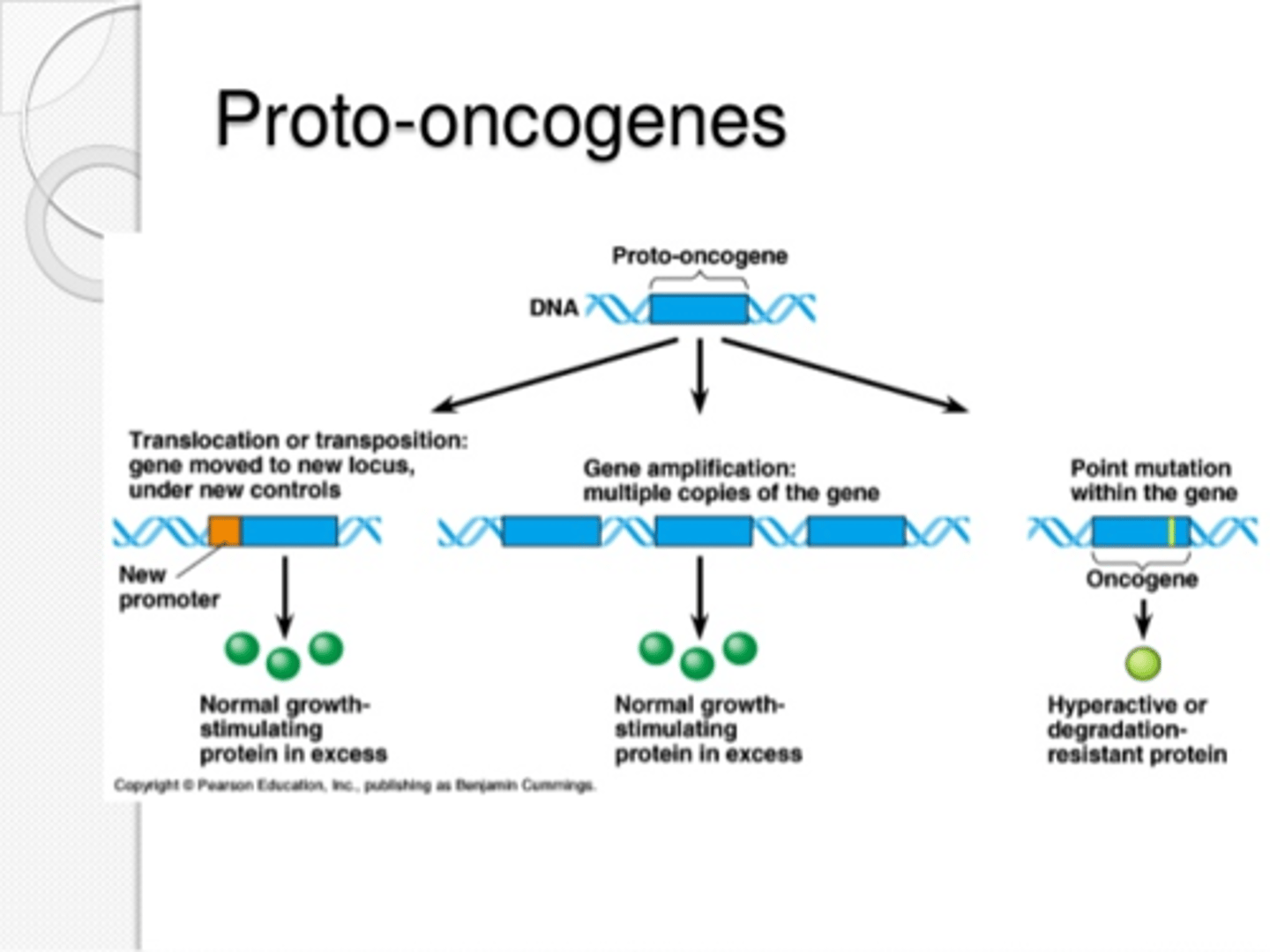 <p>Tumor Repressing Protein mutation. Proto-onogenesis</p>