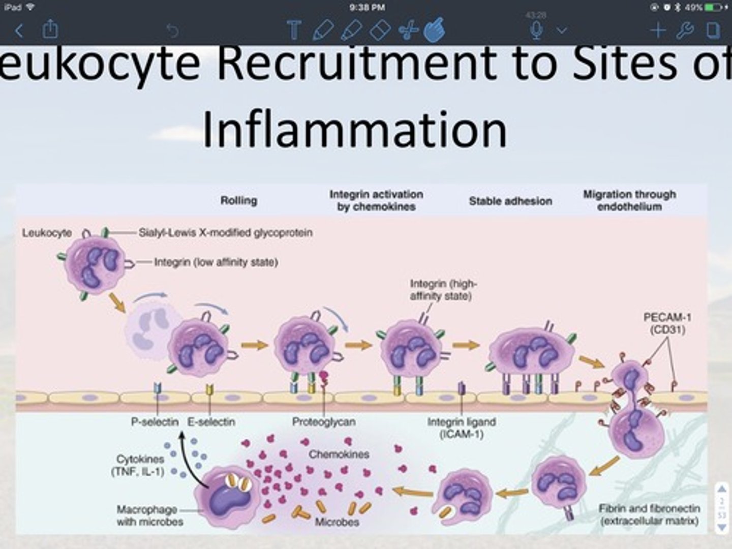 <p>1. margination and rolling<br>2. adhesion to endothelium<br>3. transmigration through the endothelium extravasation<br>4. migration into interstitial tissue<br><br>Four major steps<br>- margination and rolling:<br>1. macrophages use toll-like receptors to detect microbes. then they phagocytize them<br>2. they release procytokine (TNF, IL-1) and chemokines. The cytokines serve as an inflammatory response signal and changes the gene expression of the endothelium <br><br>3. the endothelium now have P-selectin and E-selectin receptors<br><br>4. the leukocytes come in with low affinity integrin (means not ready to bind)<br><br>5. SLX protein and selectins receptors bind first to the endothelium surface, chemokine then binds to proteoglycan this causes the change in affinity of the incoming WBC surface (or integrin protein)<br><br>6. the integrin on incoming now binds to ligand CAM-1<br><br>- adhesion to endothelium<br><br>7. the binding to the high affinity integrin stops the leukocyte from rolling <br><br>8. this allows the cell to change gene expression again which both the cell endothelium start to express the protein PECAM-1 or CD31<br>- Transmigration through the transmission Extravasation and migration into interstitial tissue<br><br>transmigrates into the tissue, the chemokines then give WBC a chemical trail to follow <b>chemotaxis</b> (movement towards the site of injury or infection is along a chemical gradient)</p>