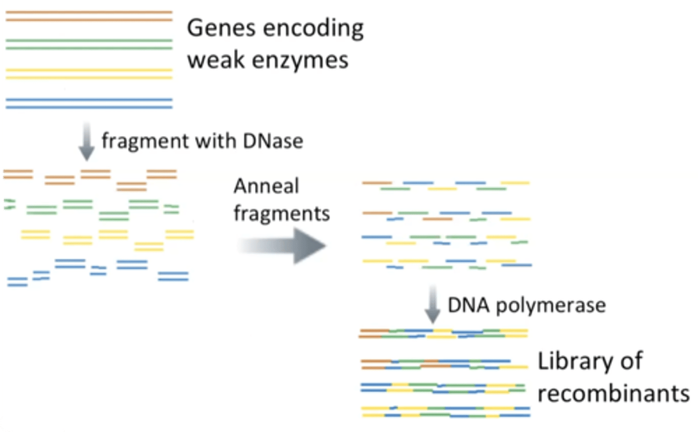 <p>two or more related genes are fragmented and then reassembled to make a library of recombinants to look for better versions of the gene</p>