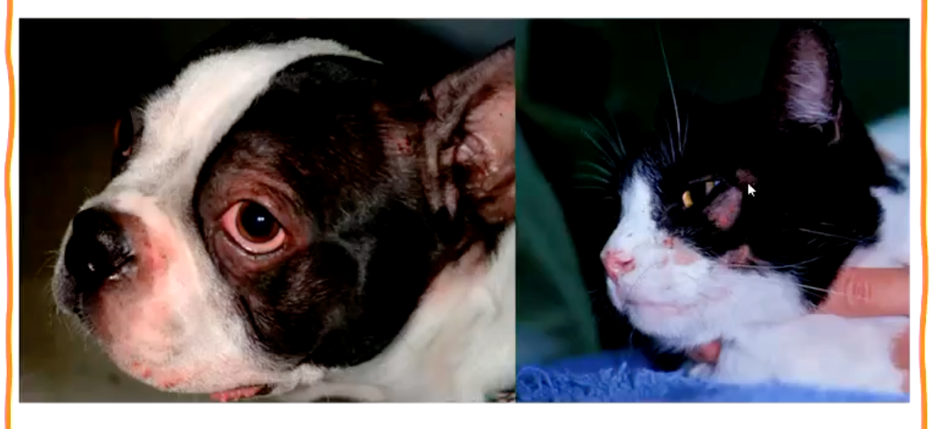 <ul><li><p>Classic lesions: reddening and alopecia</p><ul><li><p>Ulceration due to itching by animal</p></li></ul></li></ul><p>• Allergens can be absorbed via the skin +/- inhaled</p><ul><li><p>Causes inflammation, oedema and mast cell rich infiltrate</p></li></ul><p>• Abnormal canine skin barrier</p><ul><li><p><strong>Variations in filaggrin expression</strong></p><ul><li><p>Geographic and breed variations</p></li><li><p>Downregulation (but not gene mutation) of filaggrin reported in WHWTs</p></li></ul></li></ul><p><strong>• Disorganised lipid lamellae</strong></p><ul><li><p>Altered ratio of cholesterol / ceramides</p></li><li><p>Altered balance of antimicrobial peptides</p></li></ul><p></p>
