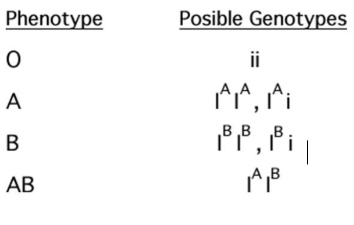 <p>Basic blood type A/B/O has three genes: I<sup>A</sup>, I<sup>B</sup>, and i</p><ul><li><p>IA and IB are codominant, and both are dominant over i</p></li><li><p>Each combination has a different phenotype</p></li></ul><p></p>