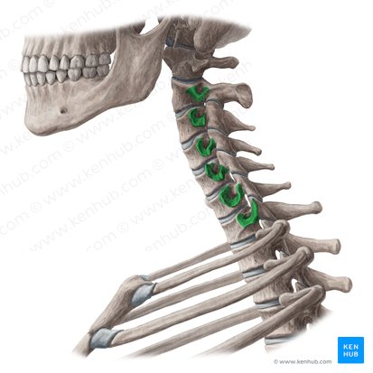 <p>Vertebra Location:</p>