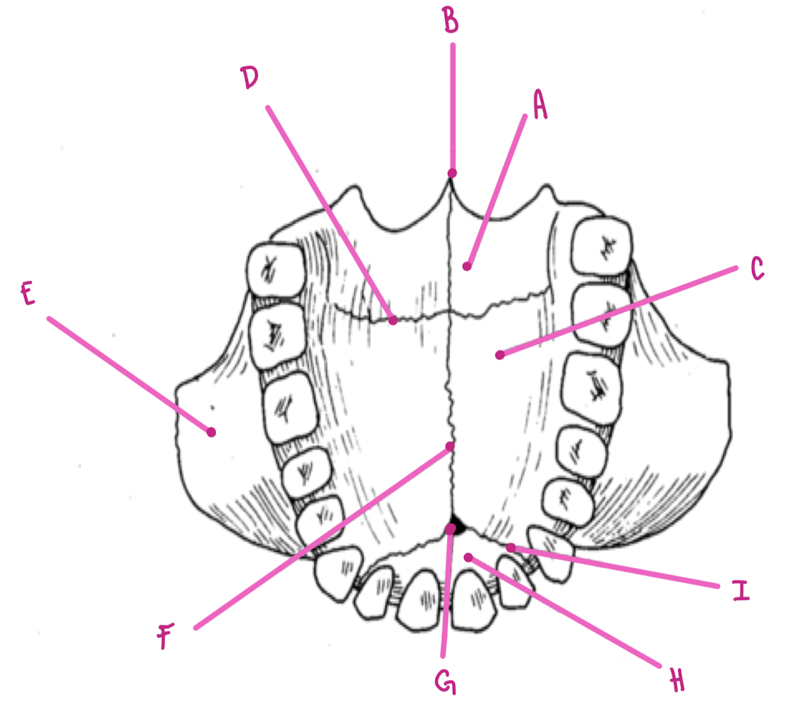 <p>Name the part of the maxillae labeled H (inferior view)</p>