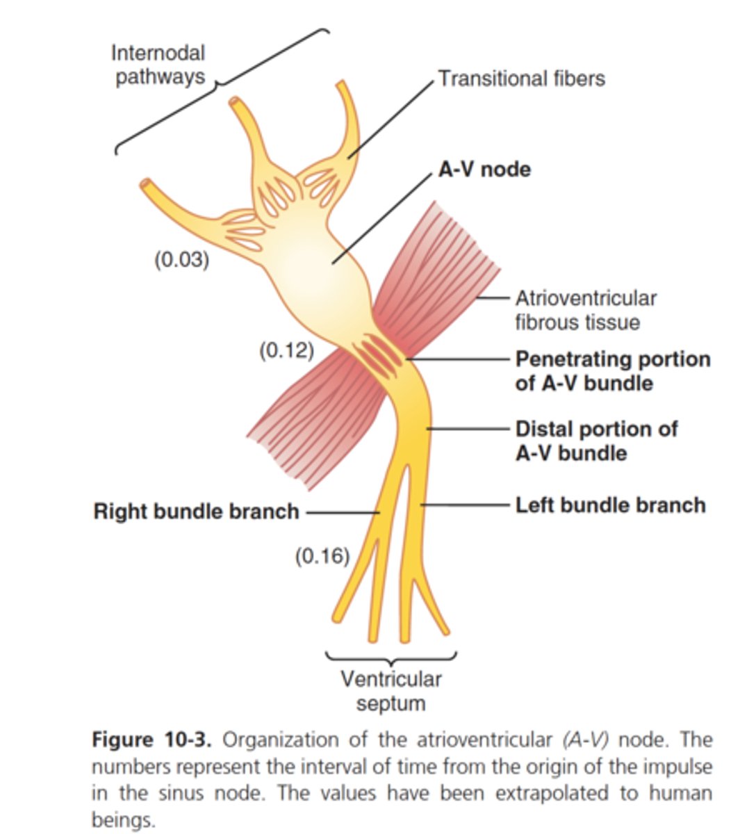 <p>slowing of electrical conduction through the AV node that allows atria to complete contraction before the ventricles begin</p>