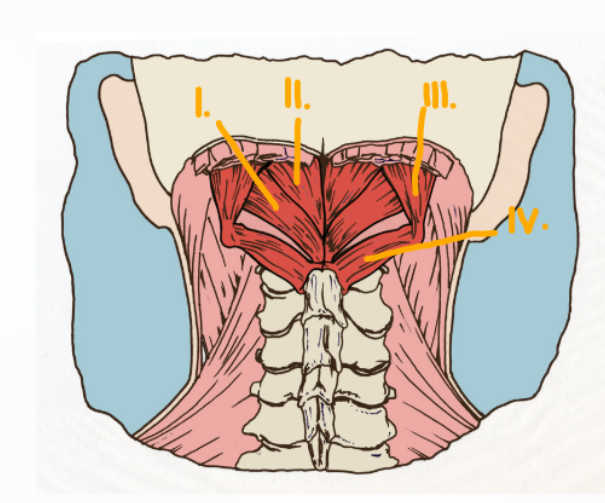 <p>Suboccipitals (4) </p>
