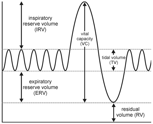 <p>Tidal Volume (TV)</p>