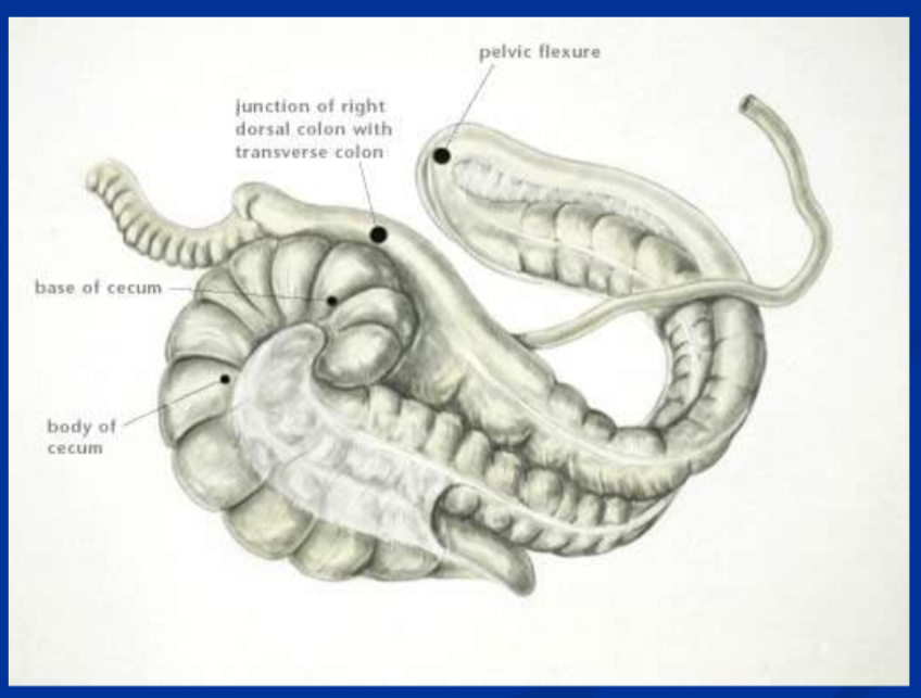 <ul><li><p>accumulation of firm <strong>desiccated ingesta in the lumen of the LC or cecum, </strong>resulting in physical obstruction </p></li><li><p><strong>water restriction*, </strong>stall confinement, poor dentition, course roughage, sand, NSAIDs, and stress are predispositions </p></li><li><p>can occur as a complication of <strong>any disease that causes reduced fluid intake or fluid loss </strong></p></li><li><p><strong>LC impactions are most common, </strong>and initially arise at sites in where luminal diameter narrows, ie <strong>pelvic flexure and or transverse colon </strong></p></li><li><p>impacted ingesta and gas accumulate orad to these sties, leading to <strong>gas distention of large intestine and thus pain </strong></p></li><li><p>cecal impactions are less common; some may involve motility disorder </p></li></ul><p></p>