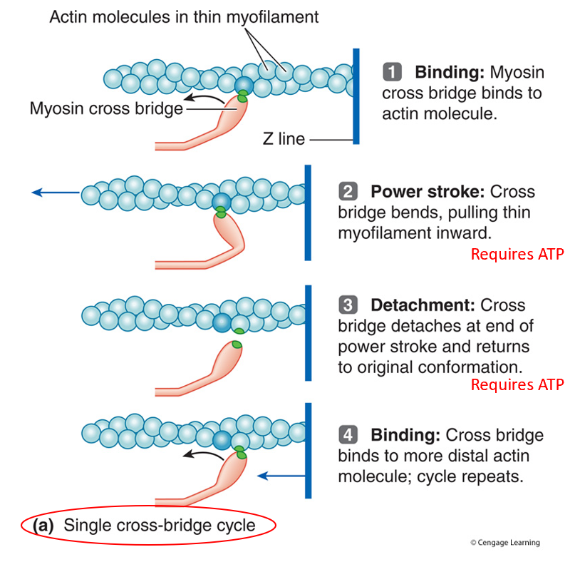 <ol><li><p>Binding</p></li><li><p>Power Stroke</p></li><li><p>Detachment</p></li><li><p>Binding</p></li></ol><p></p>