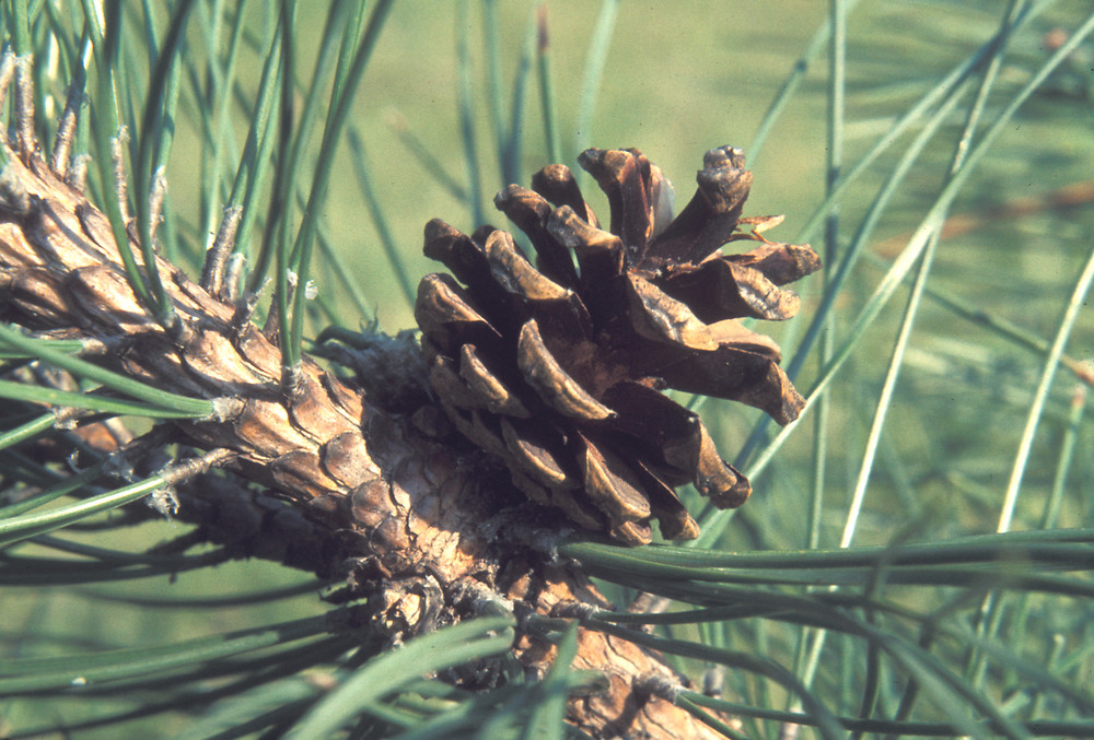 <p>red pine, Pinus resinosa, Pinaceae</p>