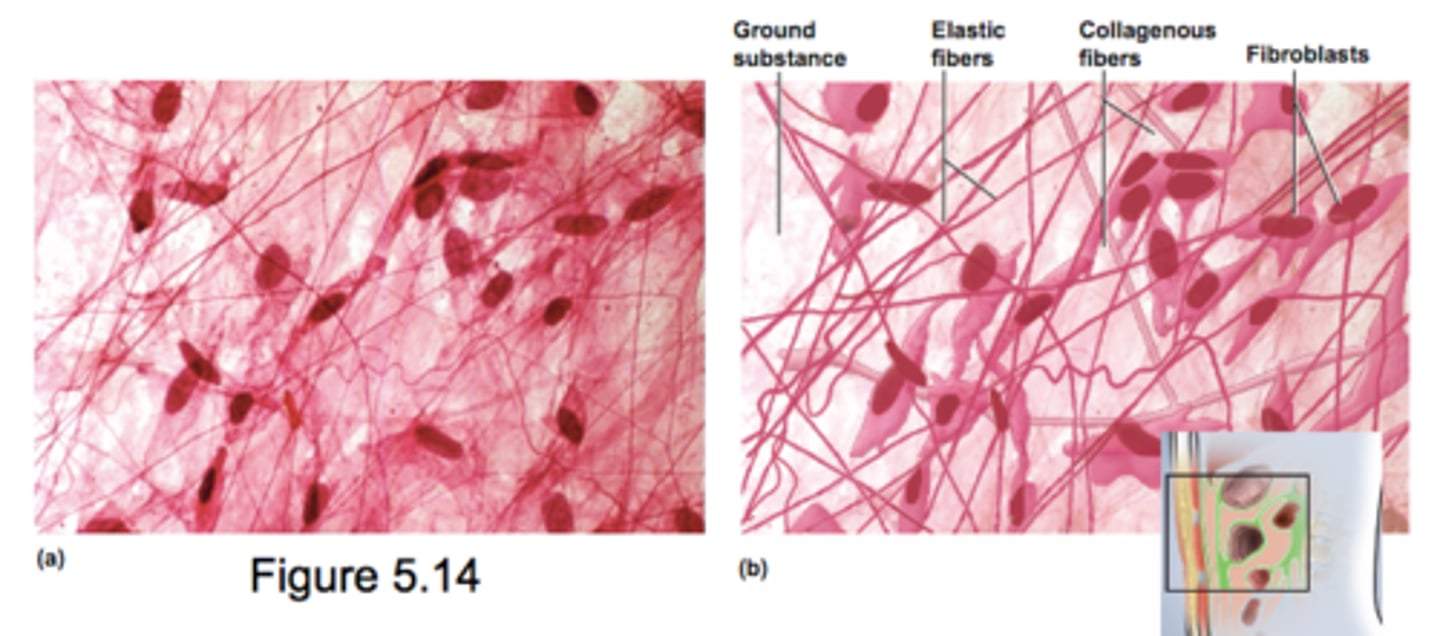 <p>underlines all epithelia and packages organs</p><p>All 3 fibers</p><p>- collagen</p><p>- reticular</p><p>- elastic</p><p>Gelatinous ground substance</p><p>Nuclei mostly fibroblasts</p>