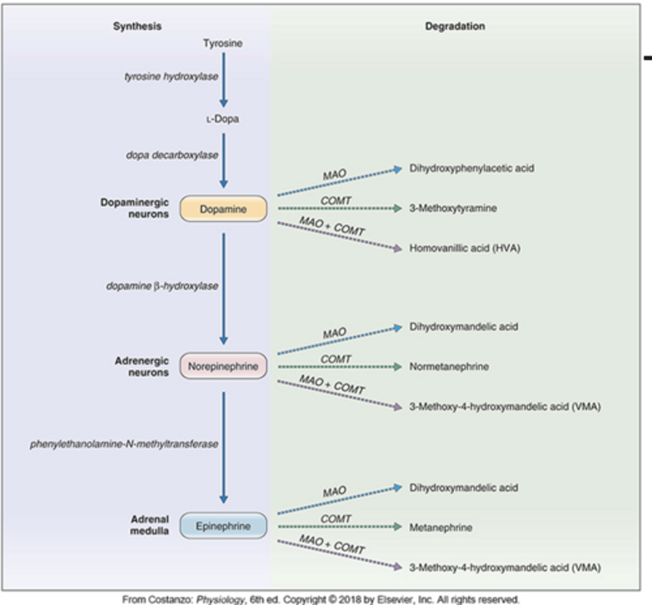 <p>synthesis and degradation of dopamine, norepinephrine, and epinephrine:</p>