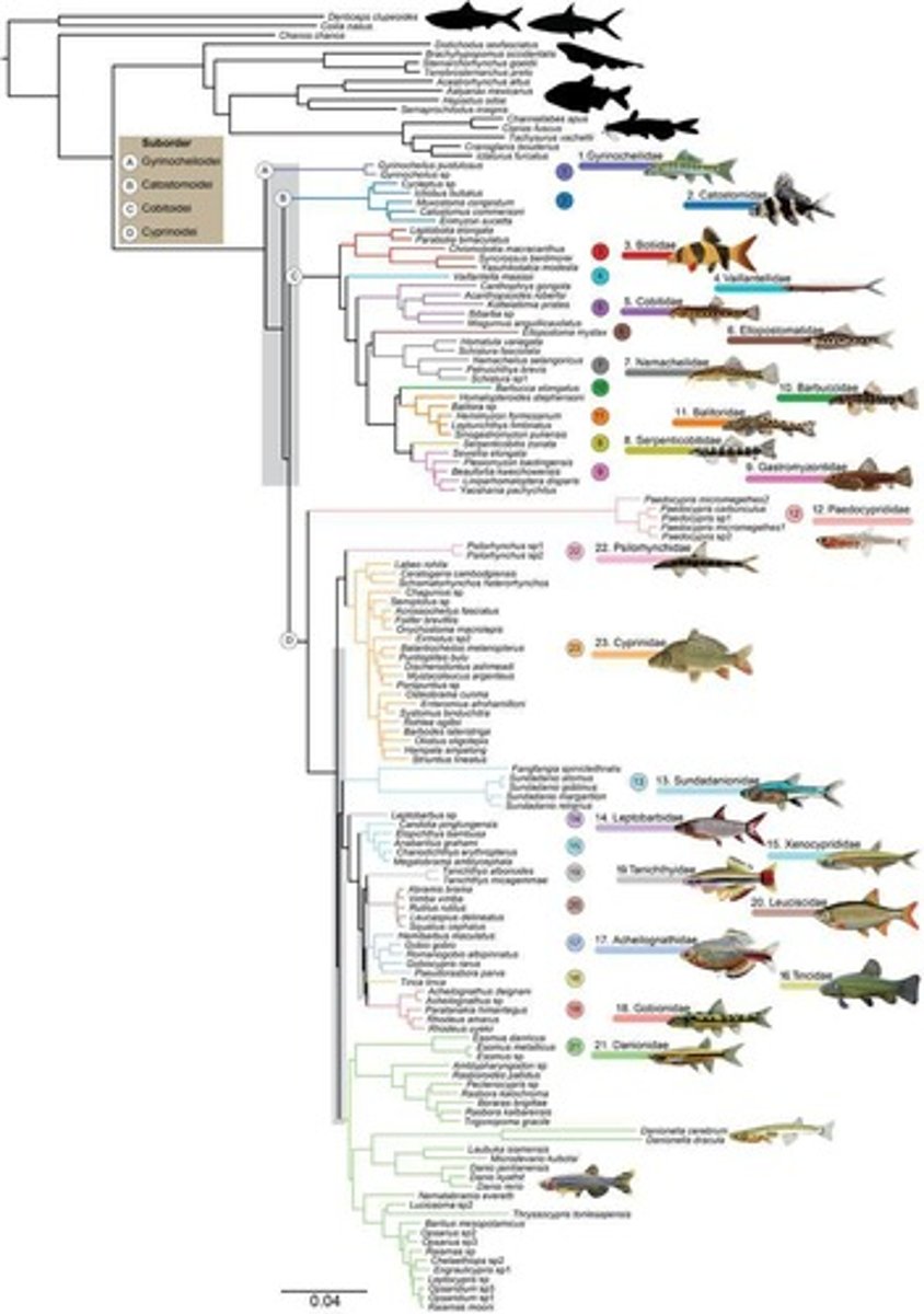 <p>Phylogenetic studies help understand evolutionary relationships and adaptations within the diverse order of freshwater fishes.</p>