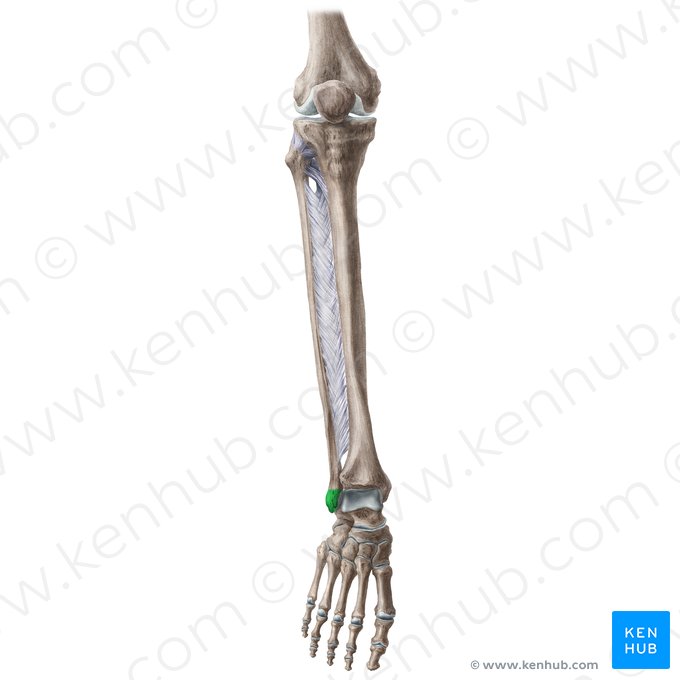 <p>What part of the fibula is this?</p>