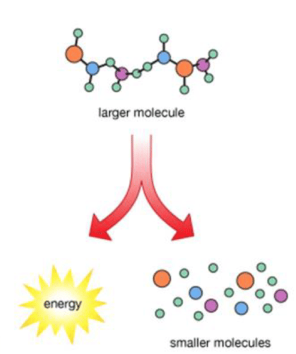 <p>molecules are broken down into smaller ones</p>