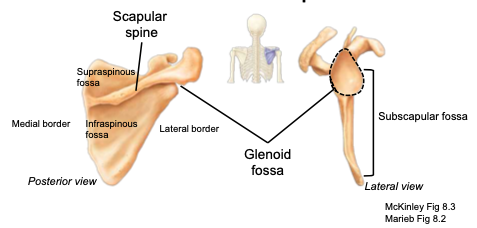 <p>located on the posterior side of the scapula; separates the <span>supraspinous from the infraspinous fossa</span></p>